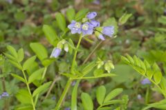 Greek Valerian, Polemonium reptans