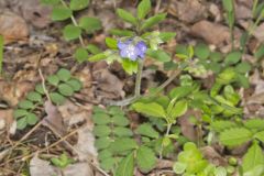 Greek Valerian, Polemonium reptans