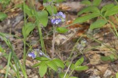 Greek Valerian, Polemonium reptans