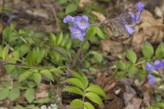 Greek Valerian, Polemonium reptans