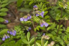 Greek Valerian, Polemonium reptans