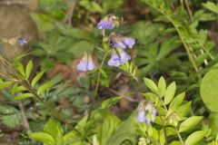Greek Valerian, Polemonium reptans