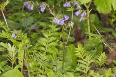 Greek Valerian, Polemonium reptans