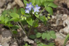 Greek Valerian, Polemonium reptans