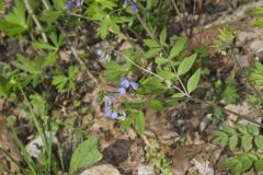 Greek Valerian, Polemonium reptans
