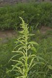 Green Amaranth, Amaranthus hybridus