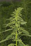 Green Amaranth, Amaranthus hybridus
