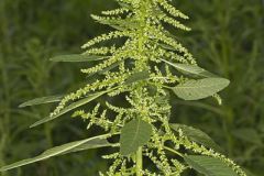 Green Amaranth