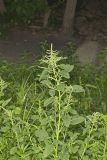 Green Amaranth, Amaranthus hybridus