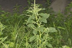 Amaranthaceae, Amaranth family