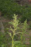 Green Amaranth, Amaranthus hybridus