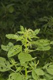 Green Amaranth, Amaranthus hybridus