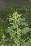 Green Amaranth, Amaranthus hybridus
