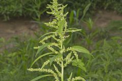 Green Amaranth, Amaranthus hybridus