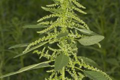 Green Amaranth, Amaranthus hybridus