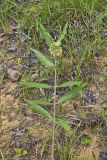 Green Comet Milkweed, Asclepias viridiflora