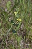 Green Comet Milkweed, Asclepias viridiflora