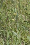 Green Comet Milkweed, Asclepias viridiflora