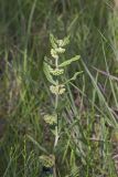 Green Comet Milkweed, Asclepias viridiflora