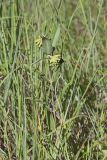 Green Comet Milkweed, Asclepias viridiflora