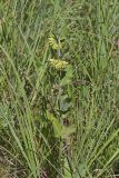 Green Comet Milkweed, Asclepias viridiflora