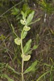 Green Comet Milkweed, Asclepias viridiflora