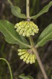 Green Comet Milkweed, Asclepias viridiflora