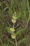 Green Comet Milkweed, Asclepias viridiflora