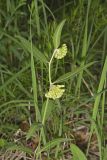 Green Comet Milkweed, Asclepias viridiflora
