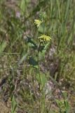 Green Comet Milkweed, Asclepias viridiflora