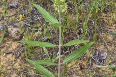 Green Comet Milkweed, Asclepias viridiflora