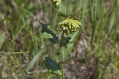 Green Comet Milkweed, Asclepias viridiflora