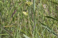 Green Comet Milkweed, Asclepias viridiflora