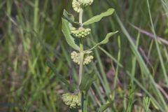 Green Comet Milkweed, Asclepias viridiflora