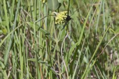 Green Comet Milkweed, Asclepias viridiflora