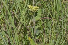 Green Comet Milkweed, Asclepias viridiflora