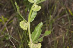 Green Comet Milkweed, Asclepias viridiflora