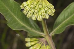 Green Comet Milkweed, Asclepias viridiflora