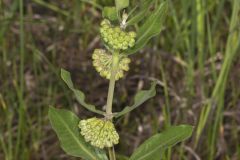 Green Comet Milkweed, Asclepias viridiflora
