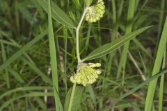 Green Comet Milkweed, Asclepias viridiflora