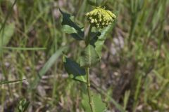 Green Comet Milkweed, Asclepias viridiflora