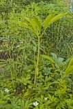 Green Dragon, Arisaema dracontium