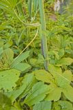 Green Dragon, Arisaema dracontium