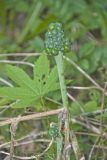 Green Dragon, Arisaema dracontium