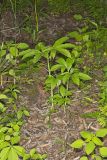 Green Dragon, Arisaema dracontium