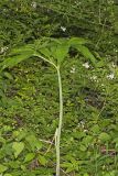 Green Dragon, Arisaema dracontium