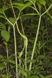 Green Dragon, Arisaema dracontium