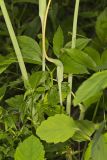 Green Dragon, Arisaema dracontium