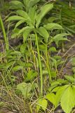 Green Dragon, Arisaema dracontium