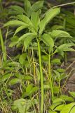 Green Dragon, Arisaema dracontium